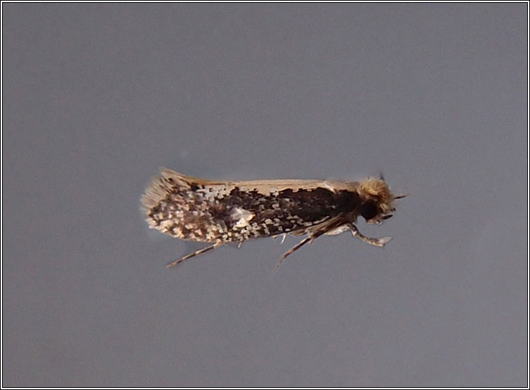 Monopis crocicapitella