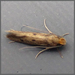 Niditinea fuscella, Brown-dotted Clothes Moth