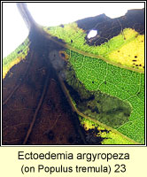 Ectoedemia argyropeza