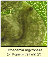 Ectoedemia argyropeza