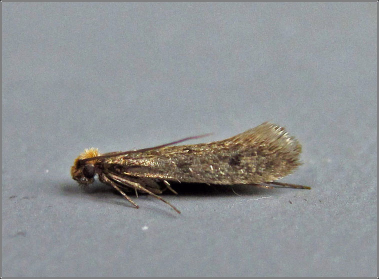 Tinea pellionella, Case-bearing Clothes Moth