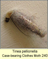 Tinea pellionella, Case-bearing Clothes Moth