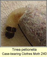 Tinea pellionella, Case-bearing Clothes Moth