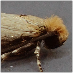 Tinea trinotella