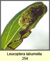 Leucoptera laburnella, Laburnum Leaf Miner