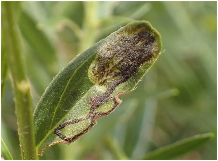 Leucoptera laburnella, Laburnum Leaf Miner