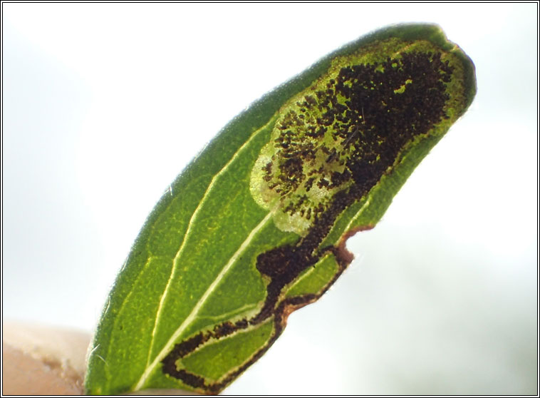 Leucoptera laburnella, Laburnum Leaf Miner