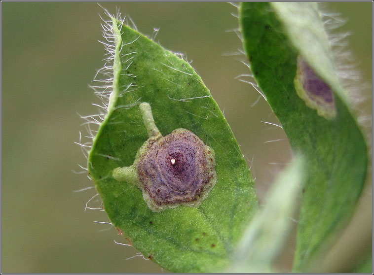 Leucoptera lotella