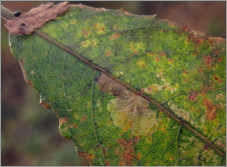 Ectoedemia intimella