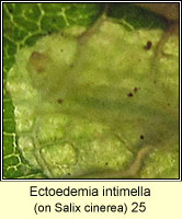 Ectoedemia intimella