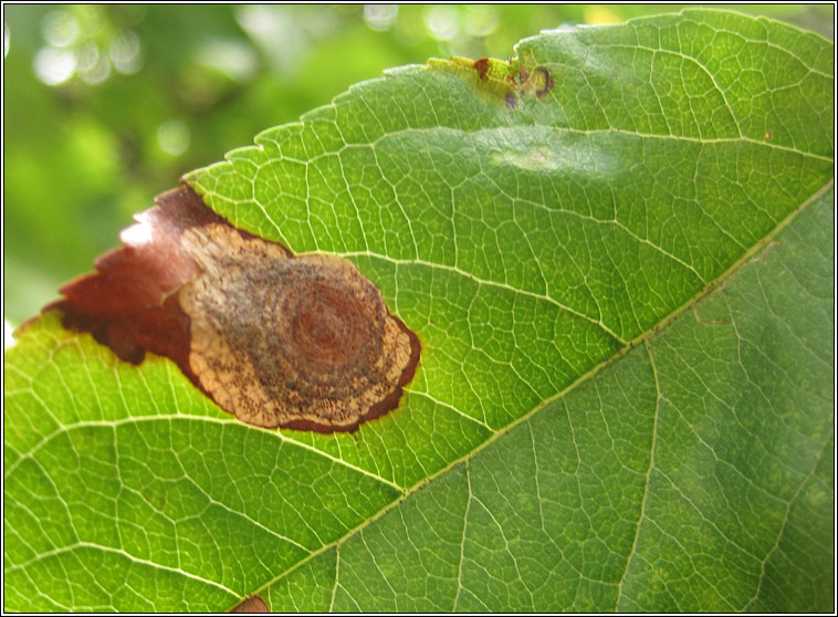 Leucoptera malifoliella