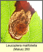 Leucoptera malifoliella