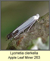 Lyonetia clerkella