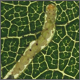 Lyonetia clerkella, Apple Leaf Miner