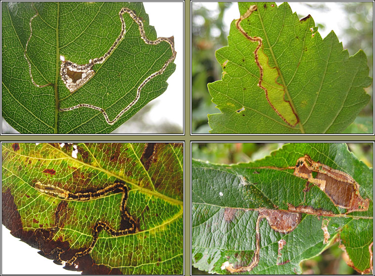 Lyonetia clerkella, Apple Leaf Miner