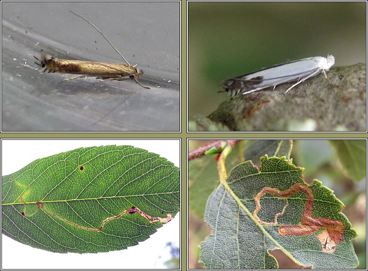 Lyonetia clerkella, Apple Leaf Miner