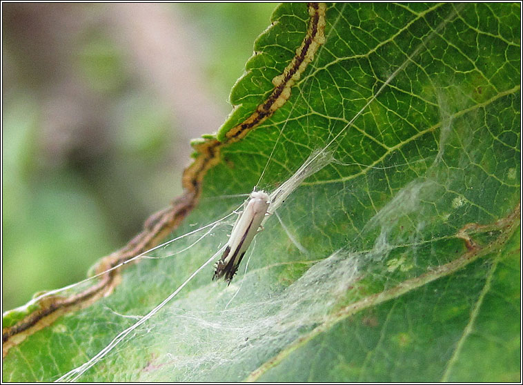 Lyonetia clerkella, Apple Leaf Miner