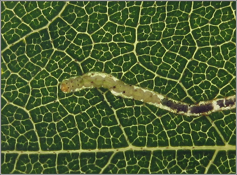 Lyonetia clerkella, Apple Leaf Miner