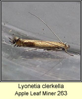 Lyonetia clerkella