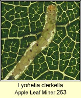 Lyonetia clerkella
