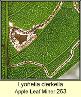 Lyonetia clerkella