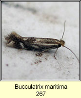 Bucculatrix maritima