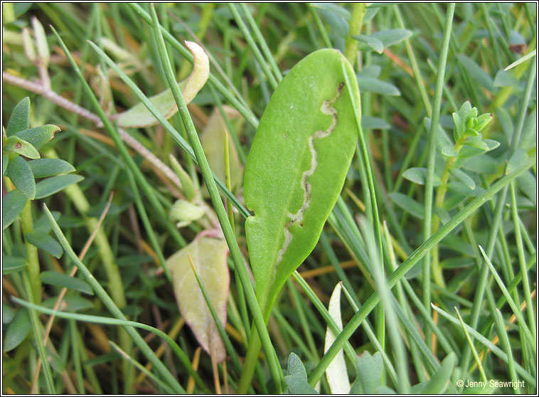 Bucculatrix maritima