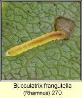 Bucculatrix frangutella