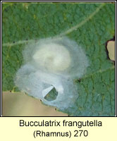 Bucculatrix frangutella