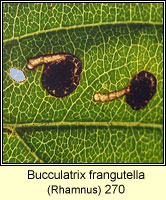 Bucculatrix frangutella