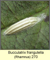 Bucculatrix frangutella