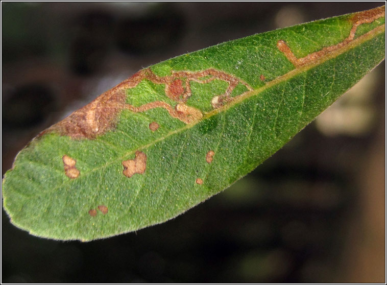 Bucculatrix cidarella