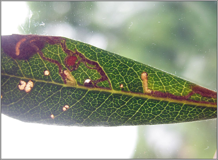 Bucculatrix cidarella