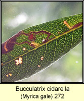 Bucculatrix cidarella