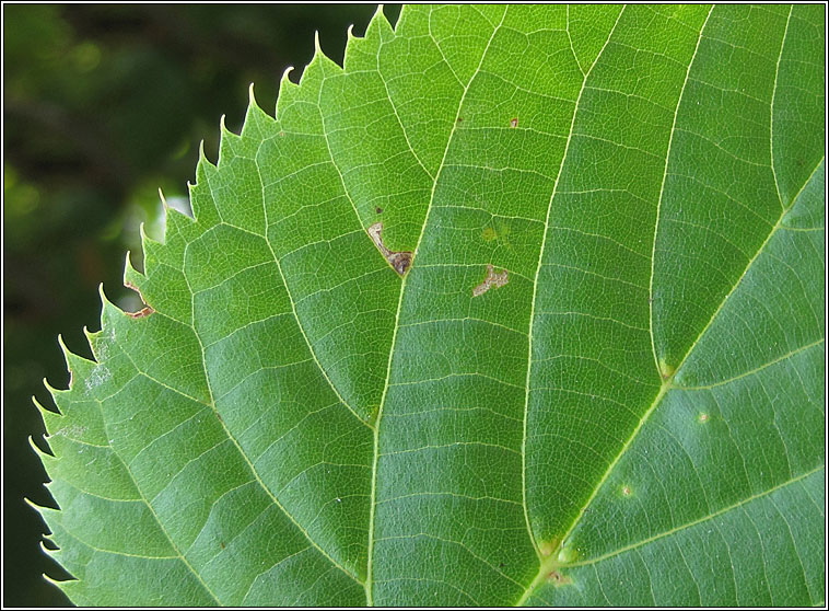 Bucculatrix thoracella