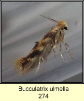 Bucculatrix ulmella