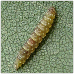 Bucculatrix ulmella