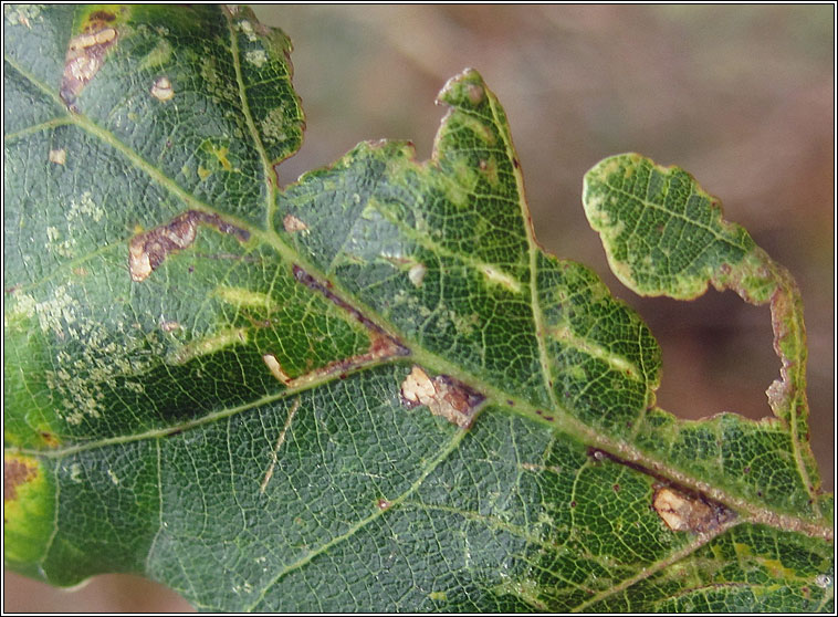 Bucculatrix ulmella