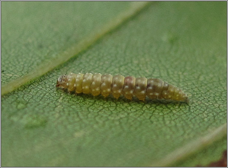 Bucculatrix ulmella