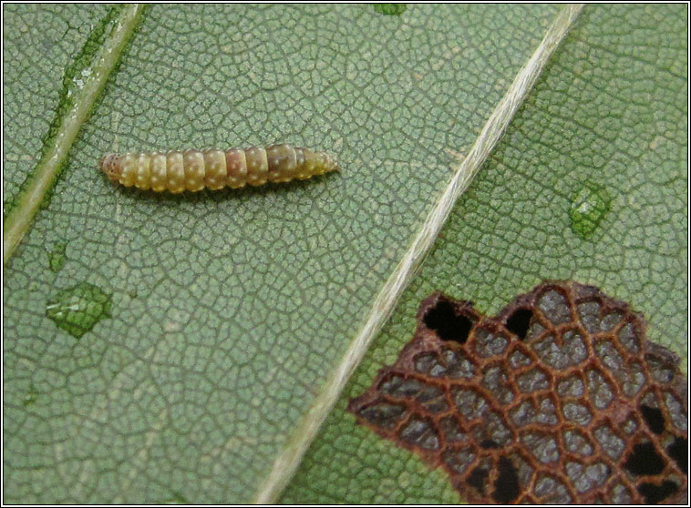 Bucculatrix ulmella