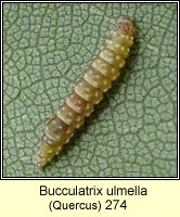 Bucculatrix ulmella