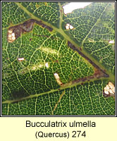 Bucculatrix ulmella