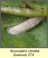 Bucculatrix ulmella