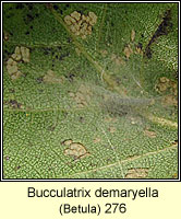 Bucculatrix demaryella