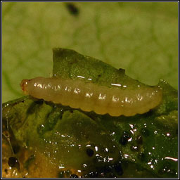 Caloptilia cuculipennella