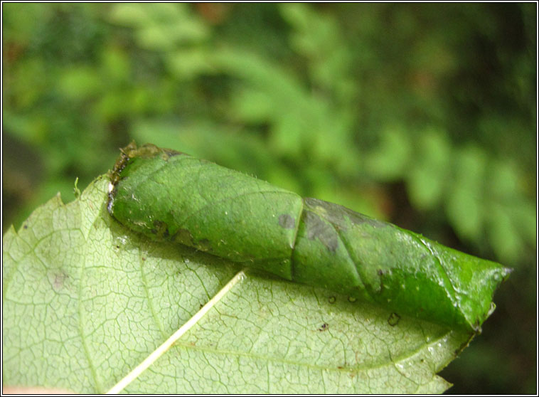 Caloptilia cuculipennella