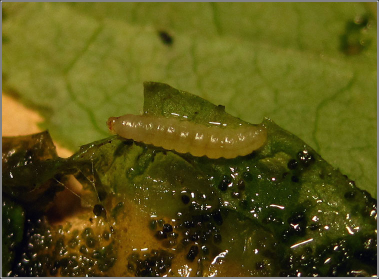 Caloptilia cuculipennella