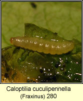 Caloptilia cuculipennella