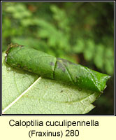 Caloptilia cuculipennella