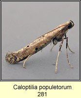 Caloptilia populetorum